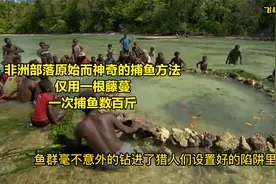 非洲部落原始而神奇的捕鱼方法，仅用一根藤蔓，一次捕鱼数百斤视频封面