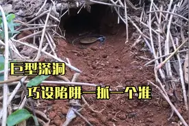 农场老鼠泛滥啃食甘蔗和姜地，阿呆巧设陷阱，一抓一个准！视频封面