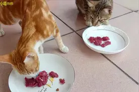 3只猫咪吃生牛肉，最挑食的那只吃得最多，真让人意外