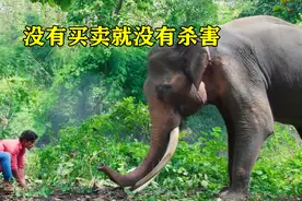 男孩和大象群一起生活长大，能和动物交流玩耍，一部动作电影视频封面