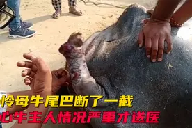 可怜母牛不知为何尾巴断了，狠心牛主人在情况严重后才送去看兽医视频封面