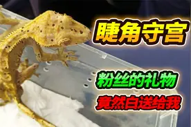 粉丝送的价值700的睫角守宫，带回家后鬃狮蜥慌了，竟然浑身爆皮视频封面