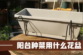 在阳台种菜用什么花盆？园艺师教你，用长条形花盆，为种菜而设计视频封面