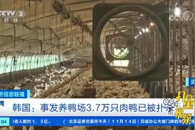 韩国一养鸭场暴发高致病性禽流感疫情|经济信息联播视频封面
