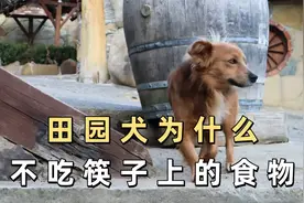 田园犬为什么不吃筷子上的食物，原因是什么？视频封面