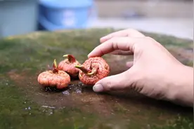 什么花在全世界都有名？它就是唐菖蒲，园艺师教你买回家怎么养视频封面