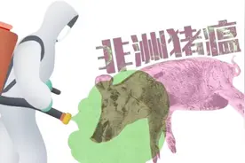 非瘟的这些临床症状，你知道吗？掌握这一点，抗非哪里难？视频封面