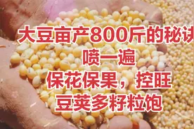 大豆亩产800斤的秘诀，喷一遍，保花保果，控旺，豆荚多籽粒饱视频封面
