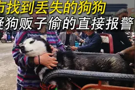 女子狗市遇到丢失狗狗，怀疑是狗贩子偷狗当场报警，争吵的太激烈视频封面