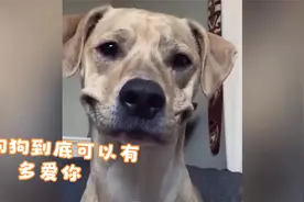 狗狗到底可以有多爱你！！！视频封面