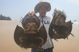 玉平趁着没人来擒好货，竟遇到两只“巨型甲壳虫”在亲热，太少见视频封面