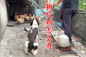 狗咬鸡怎么办？十年训犬师一分半钟教你解决，让你养犬无忧视频封面