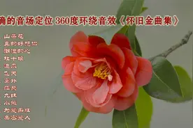 赏花听歌：精确的音场定位 360度环绕音效《怀旧金曲集》视频封面