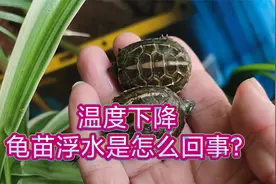 冬眠前龟苗浮水怎么办？秋冬温度下降小乌龟浮水的原因和处理方法视频封面