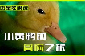 新生鸭子对世界充满好奇，跳进厨房的水池游泳，却差点把自己淹死视频封面