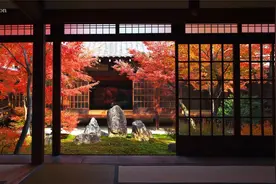 京都の紅葉视频封面