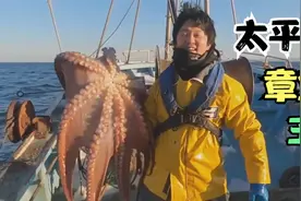 国外抓世界最大章鱼，重达五十多斤比小孩还大，属于太平洋八爪鱼视频封面
