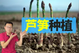 芦笋种植：第一年芦笋什么样，第二年芦笋什么样，一起来看看！视频封面