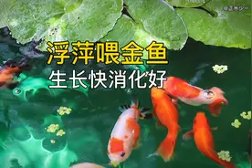 想要金鱼长得快消化好，芝麻浮萍少不了，浮萍居然还有这么多好处视频封面
