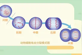 高中生物重点：有丝分裂——活字印刷视频封面