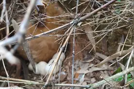 今天捡鸡蛋发现母鸡野外孵蛋，能否捉回家继续孵，朋友们指点下视频封面