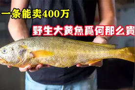 同样是黄鱼，为何野生的能卖出400万天价，人工养殖的却论斤卖？视频封面