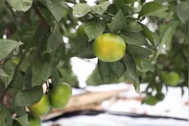 含糖量14%！酸甜爽口品质好，柑桔好吃的"蜜"诀在这里视频封面