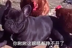 一大早把我吵醒，看我这委屈的表情视频封面