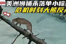 美洲狮捕杀落单小熊，生死大逃亡，危机时刻大棕熊出现直接反杀视频封面
