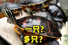 养龟养一只好还是多只好？总结龟友的反馈后，小池给出这个建议视频封面