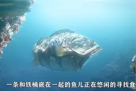 由于核辐射污染，导致水下生物发生集体变异。奥斯卡获奖短片！视频封面