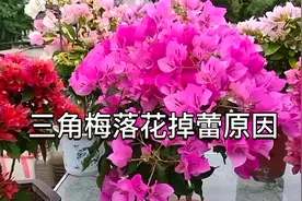 三角梅落花掉蕾或者黄叶怎么办？应该怎样处理？请看视频详细讲解视频封面