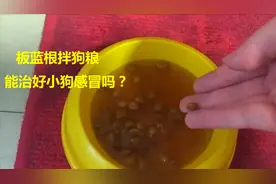 小狗热感冒，流鼻涕咳嗽，买了板蓝根泡狗粮，希望它好起来视频封面