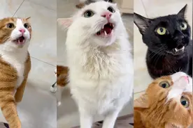主人摸了流浪猫，气味引家中3只猫上头狂嗅，表情神同步主人笑疯视频封面