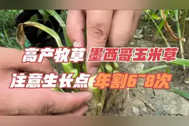 墨西哥玉米草产量高，但收割很重要，生长点留住，一年能割6~8次视频封面
