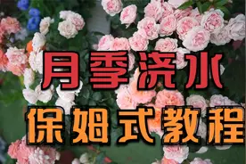 月季真的不能随便浇水，月季浇水保姆级别教程（以果汁阳台为例）视频封面