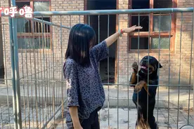 你见过狗狗打呼噜吗？狗狗打呼噜是什么原因？快看看是不是这些视频封面