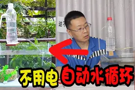 号称不用电的自动水循环鱼缸，矿泉水瓶就能制作，这是真的吗