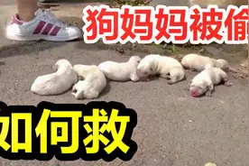 14只金毛幼犬刚出生，没想到狗妈妈被偷走，救援方法令人惊喜视频封面