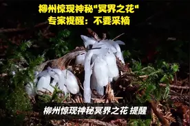 柳州惊现神秘"冥界之花"，专家提醒：千万不要采摘视频封面