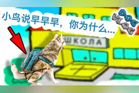 狗都知道要上学！哈士奇去学校的第一天，学了什么视频封面