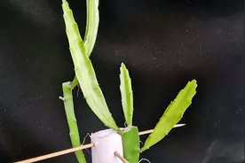 火龙果生长旺盛期，盆里埋点它，新芽蹭蹭长！视频封面