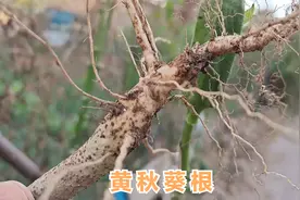 黄秋葵根泡水喝功效厉害了，解决了很多男女的健康大问题视频封面