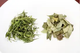 肺热咳嗽，咽燥不舒服，教你1款枇杷叶茶，清肺热，化痰止咳！视频封面