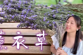 薰衣草制作干花和香包，留住美丽和芬芳视频封面