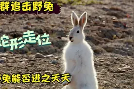 4匹狼捕食兔子，它能成功逃脱吗？镜头记录全过程