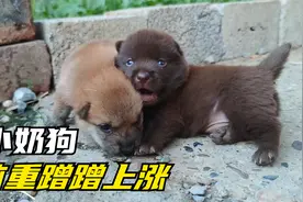 喂了17天的奶粉后，3只小奶狗体重蹭蹭蹭上涨，明显精神了许多视频封面