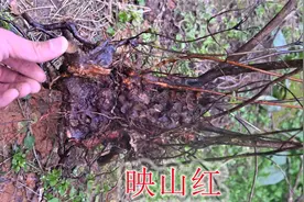悬崖峭壁两棵映山红老桩，形状怪异有碳化木疙瘩，适合盆栽观赏视频封面
