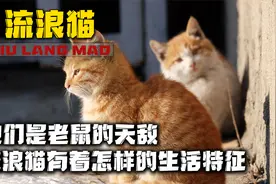 它们被称为老鼠的天敌，流浪猫有着怎样的生活特征呢视频封面