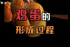 鸡蛋的形成过程视频封面